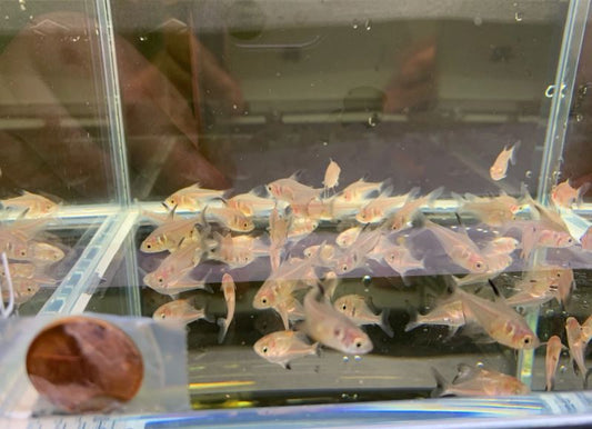 Black Phantom Tetra