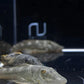 Rubberlip Pleco (Size Medium)