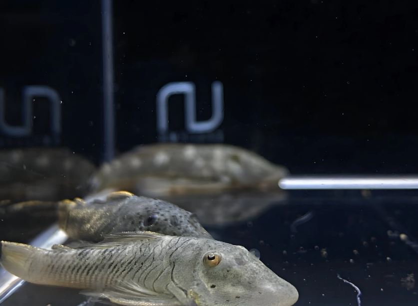 Rubberlip Pleco (Size Medium)