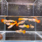 Tequila Sunrise Guppy Males