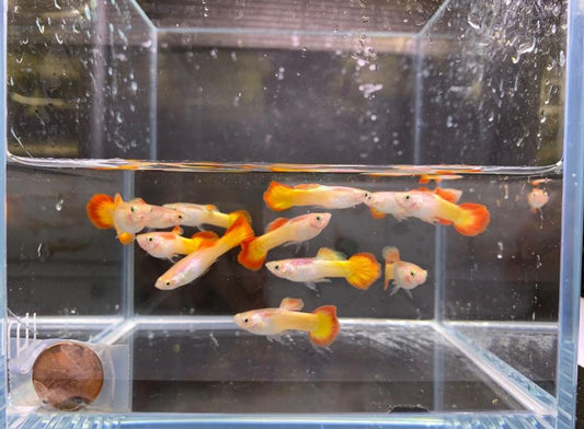 Tequila Sunrise Guppy Males