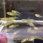 Celebes Rainbow Fish