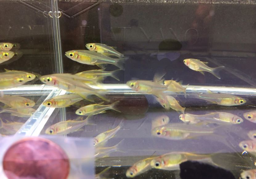 Celebes Rainbow Fish