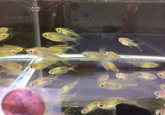 Celebes Rainbow Fish