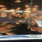 Scarlet Badis