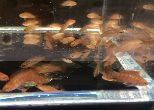 Scarlet Badis