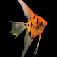 Red Koi Angelfish M