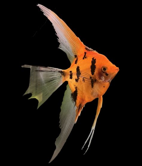 Red Koi Angelfish M