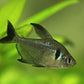 Black Phantom Tetra