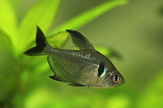 Black Phantom Tetra