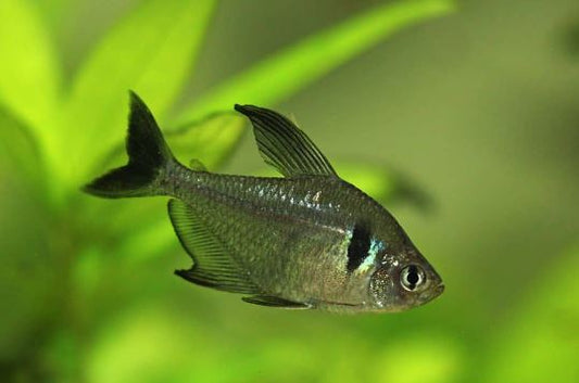 Black Phantom Tetra
