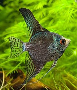 Leopard Angelfish