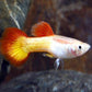 Tequila Sunrise Guppy Males