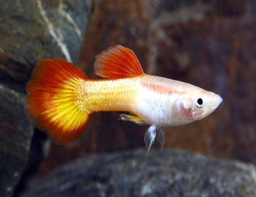 Tequila Sunrise Guppy Males