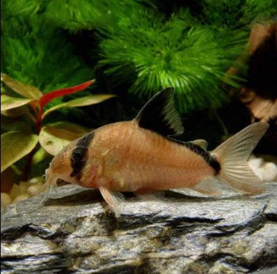 Corydoras metae