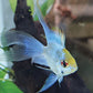 Longfin Blue Balloon Ram
