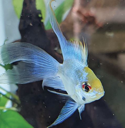 Longfin Blue Balloon Ram