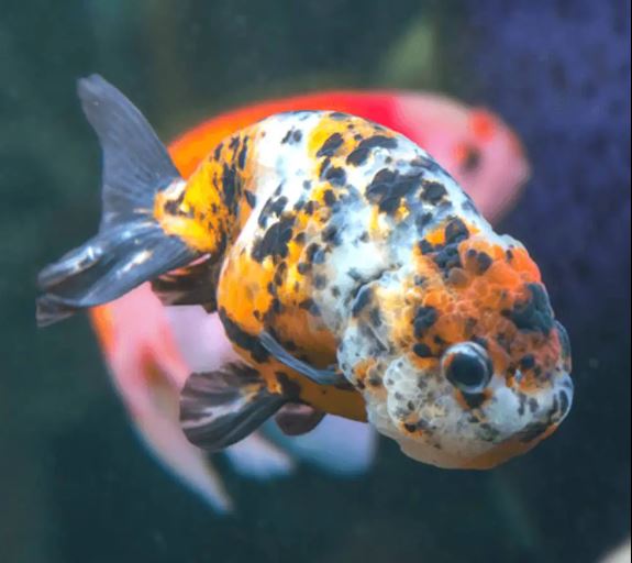 Calico Ranchu Goldfish - 2.0