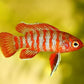 Scarlet Badis
