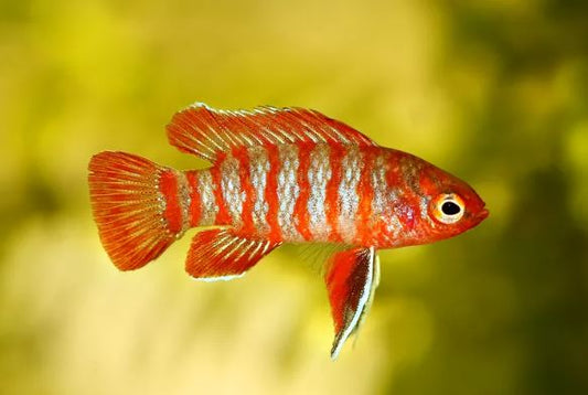 Scarlet Badis