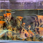 Red Koi Angelfish M