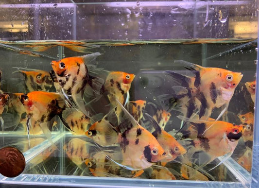 Red Koi Angelfish M