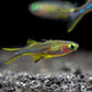 Celebes Rainbow Fish