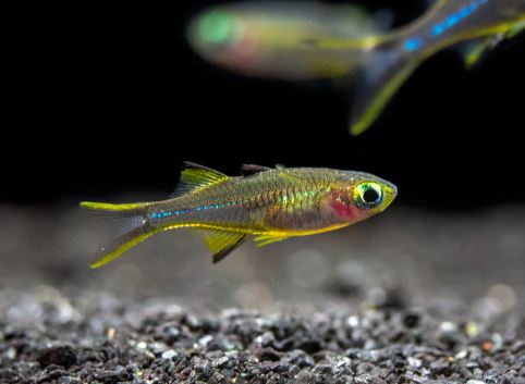 Celebes Rainbow Fish