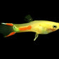 Gold Endler Pair