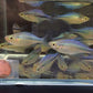 Turquoise Blue Rainbow Fish Size S