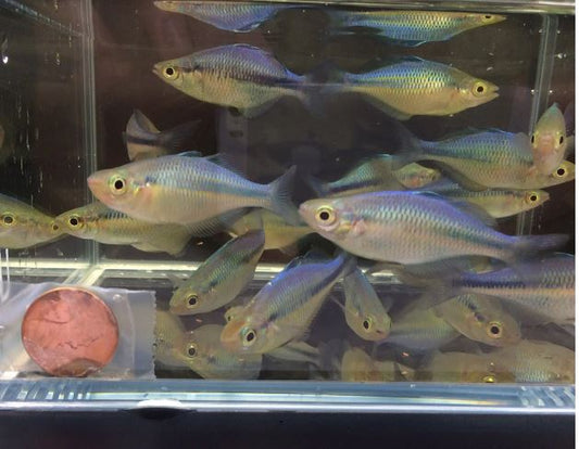 Turquoise Blue Rainbow Fish Size S