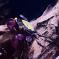 Vampire Crab