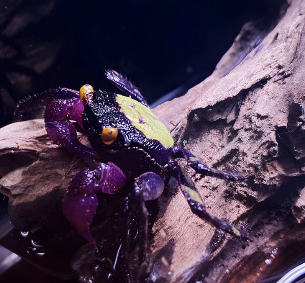 Vampire Crab