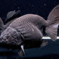 Black Ranchu Goldfish - 3"