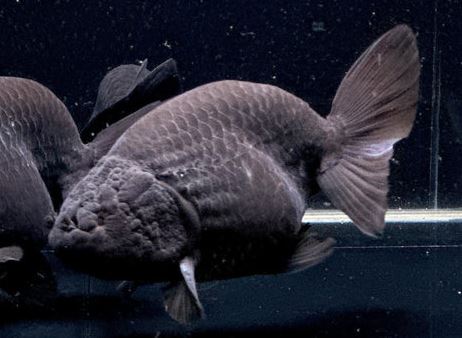 Black Ranchu Goldfish - 3"