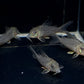 Corydoras acutus