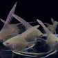 Gold Angelfish