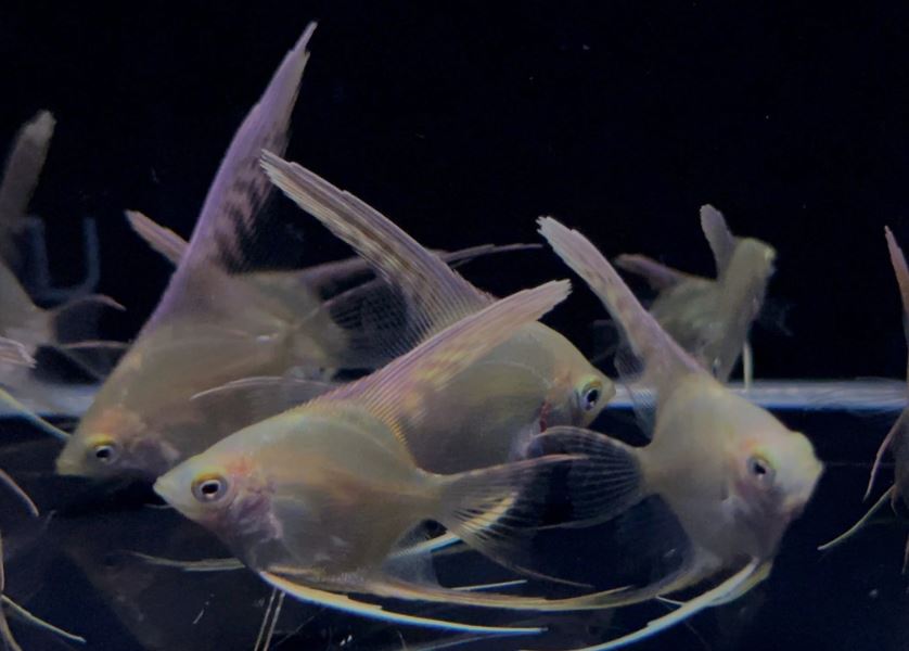 Gold Angelfish