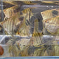 Zebra Angelfish