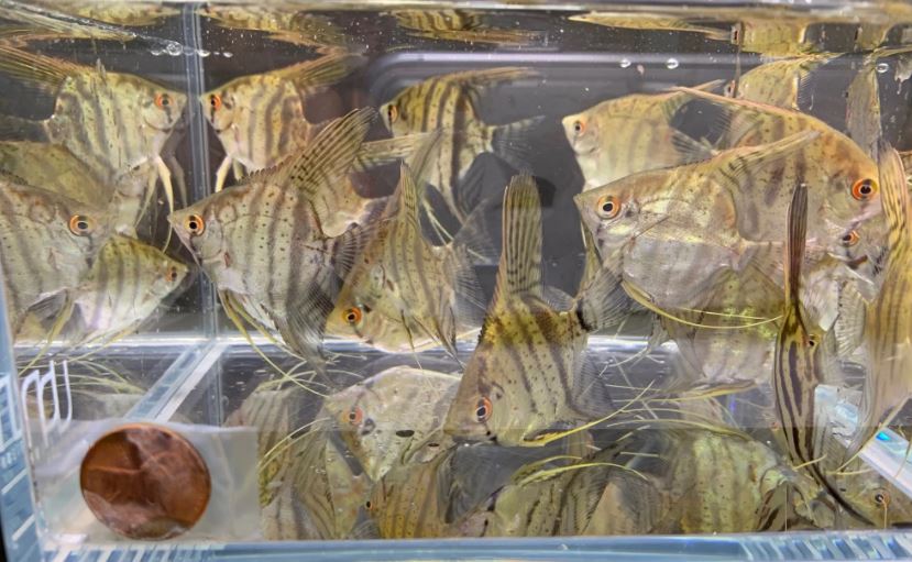 Zebra Angelfish