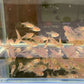Red Phantom Tetra