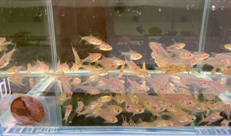 Red Phantom Tetra