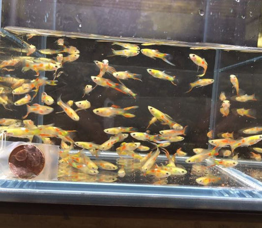 Gold Endler Pair