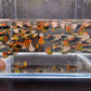 Leopard Tux Guppy Males