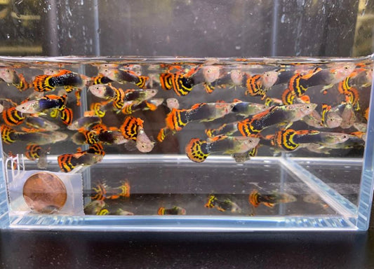 Leopard Tux Guppy Males