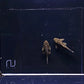 L519 Honeycomb Bristlenose Pleco (Size Small)