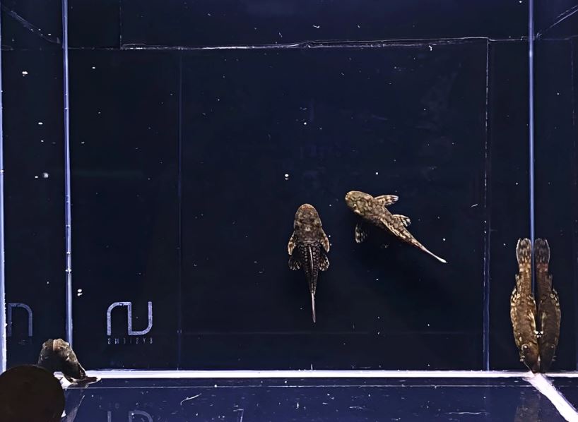 L519 Honeycomb Bristlenose Pleco (Size Small)