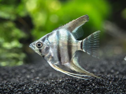 Zebra Angelfish