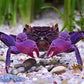 Vampire Crab