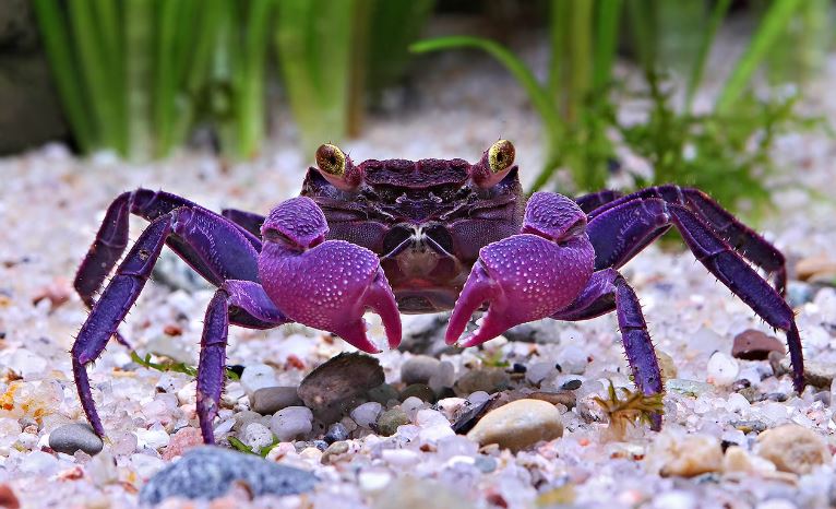 Vampire Crab